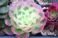 2026年最新】観葉植物 アエオニウムの人気アイテム - メルカリ