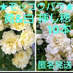 2026年最新】挿し穂の人気アイテム - メルカリ