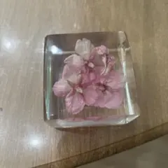 カワヅザクラ 桜 標本 ペーパーウェイト