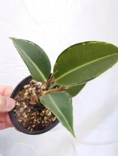 2025年最新】アサヒゴム 観葉植物の人気アイテム - メルカリ