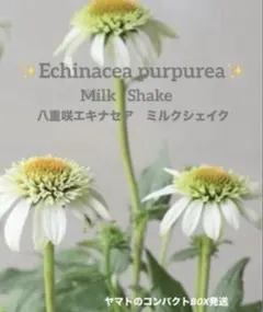 1点のみ✨八重咲エキナセア ライムウィズオレンジ 苗✨人気の 