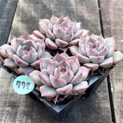 ココママ様 リクエスト 2点 まとめ商品