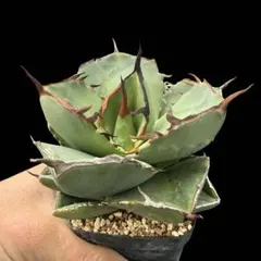 ジャガーノート錦　親株 親株出品 アガベ チタノタ 破壊神錦 ジャガーノート錦｜Yahoo!フリマ