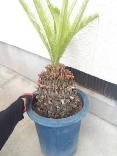 y*）様 サイカス カイルンシアナ バルブ径8cm - メルカリ