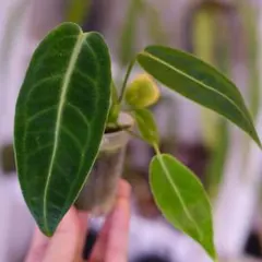 草のおっさん様 リクエスト 3点 まとめ商品