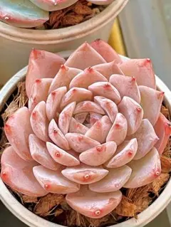 MSM MRT様 リクエスト 2点 まとめ商品