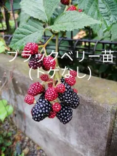 くんちゃん様 リクエスト 4点 まとめ商品