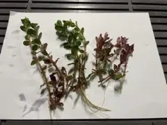 로탈라 레디시, 100개 세트, 미즈하