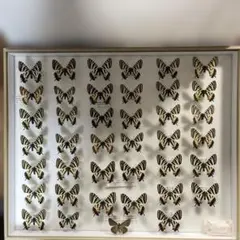 2026年最新】蝶の人気アイテム - メルカリ