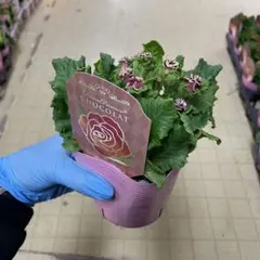 マミキチ様 リクエスト 8点 まとめ商品