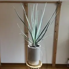 激レア　ドラセナ セルラータ　 二頭 希少 観葉植物　抜き苗 激レア ドラセナ セルラータ 二頭 希少 観葉植物 抜き苗 - メルカリ