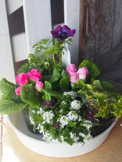 2026年最新】花苗の人気アイテム - メルカリ