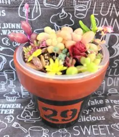 リメイク鉢と寄せ植えカット苗セット⑦　多肉植物　黒　茶　男前