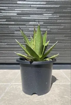 アカベ ケルチョベイ 大株 アカベ ケルチョベイ 大株