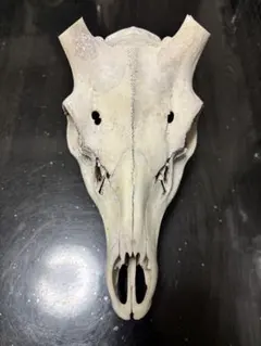 熊 ツキノワグマ 頭蓋骨 標本 魔除け - メルカリ