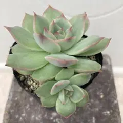 F.トーレス様 リクエスト 5点 まとめ商品