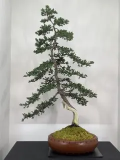 2026年最新】ソナレ盆栽の人気アイテム - メルカリ