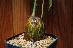 希少植物 玉クバ トックリビロウ - メルカリ