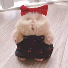 ぬい服 黒地チェリー柄 かぼちゃパンツとリボン はむにぎり - メルカリ
