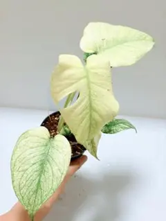 ☆白斑美株☆ モンステラ デリシオーサ ホワイトモンスター 天津蘭④のサムネイル