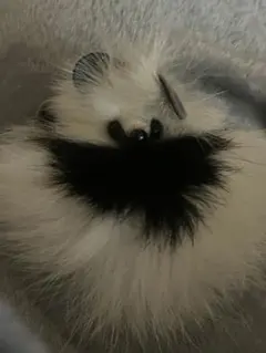 白黒ファーポンポンチャーム