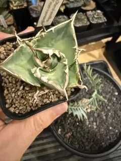 ロウルサンコ産種子　実生アガベ　2024.3播種　1 ロウルサンコ産種子 実生アガベ 2024.3播種 1