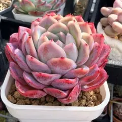 2026年最新】毒りんご 多肉の人気アイテム - メルカリ