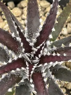 kazuki様 リクエスト 3点 まとめ商品