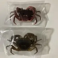 ネーチャーテクニカラーサワガニ フィギュアマスコット