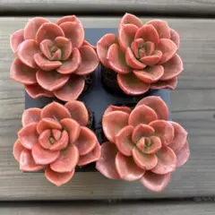 多肉植物　エケベリア　韓国苗　チョコレート4苗　抜き苗セット　❶