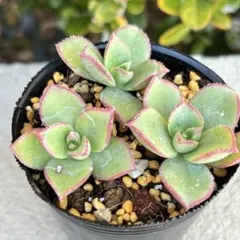 2026年最新】多肉アエオニウムの人気アイテム - メルカリ