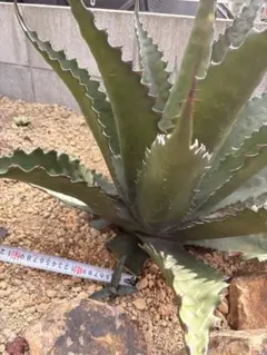 2025年最新】ジェントリージョーズの人気アイテム - メルカリ