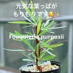 2026年最新】フォーク プルプシーの人気アイテム - メルカリ