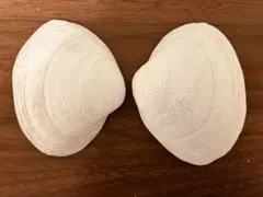 自然の白貝殻 約10cm 2個セット 標本 置物