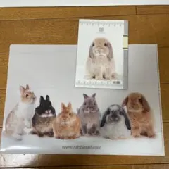 うさぎクリアファイル　ヘルスノートブック