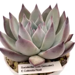 2026年最新】コロラータルーフの人気アイテム - メルカリ