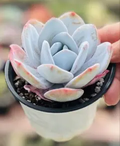 多肉植物 エケベリア 実生苗 銀天女✕ラウイ 抜き苗 - メルカリ