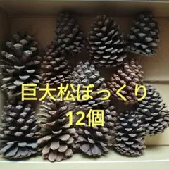 巨大松ぼっくり 12個