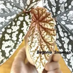 Begonia sp. from North Toraja 原種ベゴニア 青光り - メルカリ