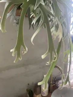 P.willinckii ' 月光爪哇 ' OC - メルカリ