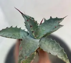 2025年最新】アガベ 子株 セットの人気アイテム - メルカリ