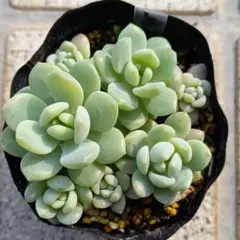 石ころ様 リクエスト 2点 まとめ商品