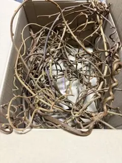 10/10剪定たっぷりクネクネ　キウイの蔓リース作り フラワーアレンジメント素材