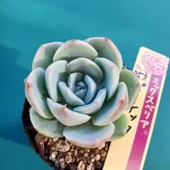 2026年最新】ピーチック多肉植物の人気アイテム - メルカリ