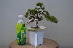 2025年最新】盆栽 真柏の人気アイテム - メルカリ