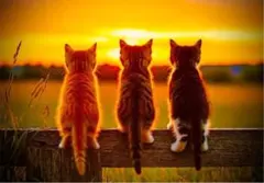 猫と夕日の風景画