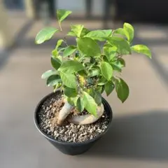 ガジュマル。黄金ガジュマル観葉植物。 鉢ごと無料で発送致します