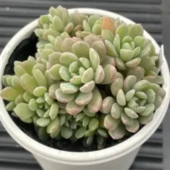 ぼのぼのさん苗3点セット※札なし※ ポットごとメルカリ便※バラ売り不可※ ②ぼのぼのさん苗3点セット※札なし※ ポットごとメルカリ便※