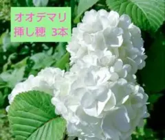 2026年最新】挿し穂の人気アイテム - メルカリ