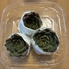 【美苗】エケベリア 多肉植物 3株セット　ムーンストーン　カット苗のサムネイル